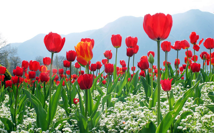 Ý-Thụy Sỹ-Đức-Hà Lan-Bỉ-Pháp: Lễ hội hoa tulip 