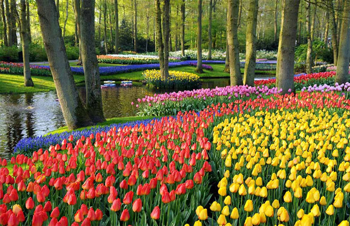 Đức-Hà Lan-Bỉ-Pháp: Lễ hội hoa tulip 